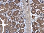 RPL3 Antibody in Immunohistochemistry (Paraffin) (IHC (P))