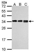 RPL7A Antibody in Western Blot (WB)