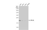 RPL24 Antibody in Western Blot (WB)