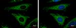 MRPL12 Antibody in Immunocytochemistry (ICC/IF)