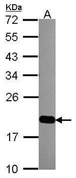 MRPL12 Antibody in Western Blot (WB)