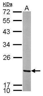 MRPL12 Antibody in Western Blot (WB)