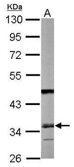 SGTA Antibody in Western Blot (WB)