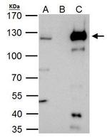 HLTF Antibody in Immunoprecipitation (IP)