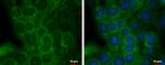 Staufen Antibody in Immunocytochemistry (ICC/IF)