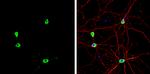 Staufen Antibody in Immunocytochemistry (ICC/IF)