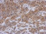 MUNC18 Antibody in Immunohistochemistry (Paraffin) (IHC (P))