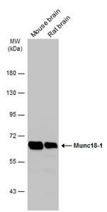 MUNC18 Antibody in Western Blot (WB)