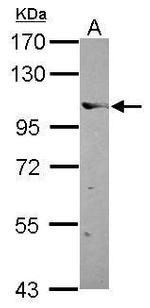 ELOA Antibody in Western Blot (WB)