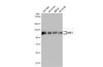 UBE1 Antibody in Western Blot (WB)