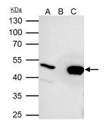 UQCRC2 Antibody in Immunoprecipitation (IP)