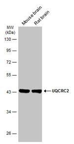 UQCRC2 Antibody in Western Blot (WB)