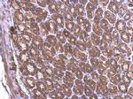 RPL6 Antibody in Immunohistochemistry (Paraffin) (IHC (P))