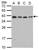 RPL6 Antibody in Western Blot (WB)