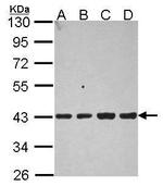 Aldolase B Antibody in Western Blot (WB)