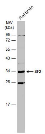 SRSF1 Antibody in Western Blot (WB)