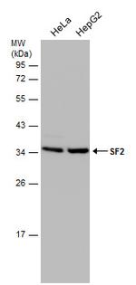 SRSF1 Antibody in Western Blot (WB)