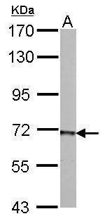 PCK2 Antibody in Western Blot (WB)