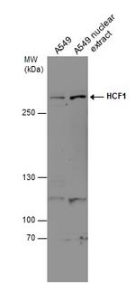 HCFC1 Antibody in Western Blot (WB)