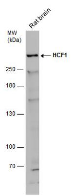 HCFC1 Antibody in Western Blot (WB)