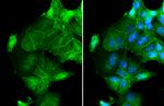 Occludin Antibody in Immunocytochemistry (ICC/IF)