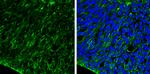 Occludin Antibody in Immunohistochemistry (Frozen) (IHC (F))