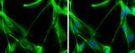 TALDO1 Antibody in Immunocytochemistry (ICC/IF)