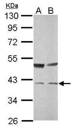 TALDO1 Antibody in Western Blot (WB)