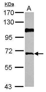 AGFG1 Antibody in Western Blot (WB)