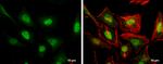 ERF Antibody in Immunocytochemistry (ICC/IF)