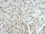 ERF Antibody in Immunohistochemistry (Paraffin) (IHC (P))