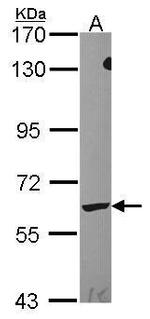 LTA4H Antibody in Western Blot (WB)