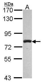 PLCD1 Antibody in Western Blot (WB)