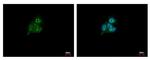 HDHD1 Antibody in Immunocytochemistry (ICC/IF)