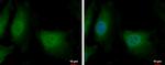 DENR Antibody in Immunocytochemistry (ICC/IF)