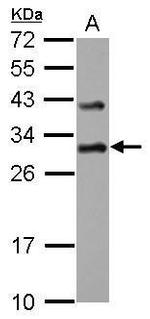 DENR Antibody in Western Blot (WB)