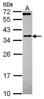 eIF3j Antibody in Western Blot (WB)