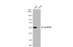 ALDH1A2 Antibody in Western Blot (WB)