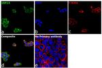 USP14 Antibody in Immunocytochemistry (ICC/IF)