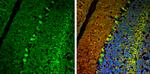 USP14 Antibody in Immunohistochemistry (Frozen) (IHC (F))