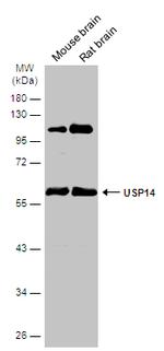 USP14 Antibody in Western Blot (WB)