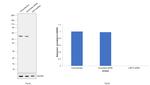 USP14 Antibody in Western Blot (WB)