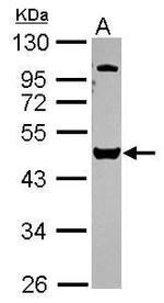 VPS4B Antibody in Western Blot (WB)