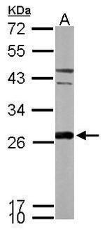 PRDX6 Antibody in Western Blot (WB)