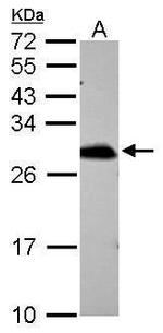 PRDX6 Antibody in Western Blot (WB)