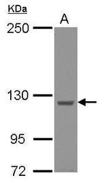 KIAA0196 Antibody in Western Blot (WB)