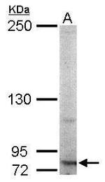 RNF10 Antibody in Western Blot (WB)