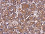 TOM1L1 Antibody in Immunohistochemistry (Paraffin) (IHC (P))