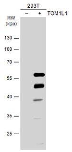 TOM1L1 Antibody in Western Blot (WB)