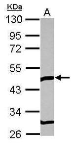 TOM1L1 Antibody in Western Blot (WB)